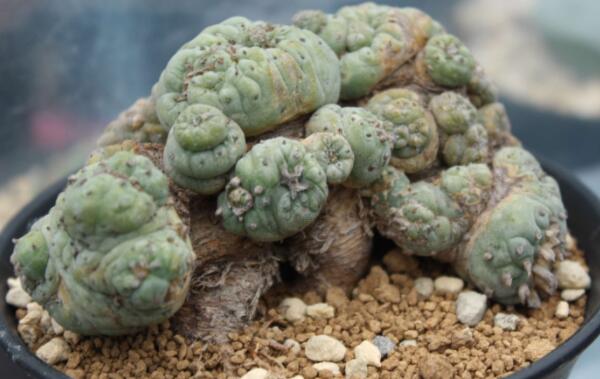 哪种仙人掌果实不能吃,不能吃的仙人掌图片