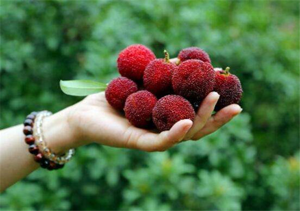 吃杨梅上火吗,杨梅会上火吗