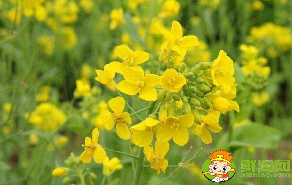 油菜花开花的部位是在哪里,油菜花和菜籽花一样吗