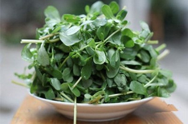 马齿苋的杆可以吃吗,马齿苋青杆和红杆有什么区别