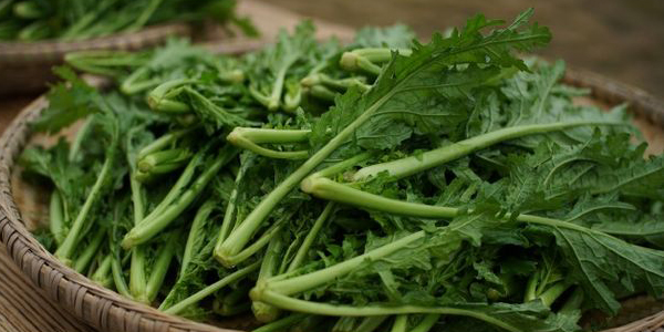 雪里蕻菜长什么样,雪里红和雪里蕻的区别