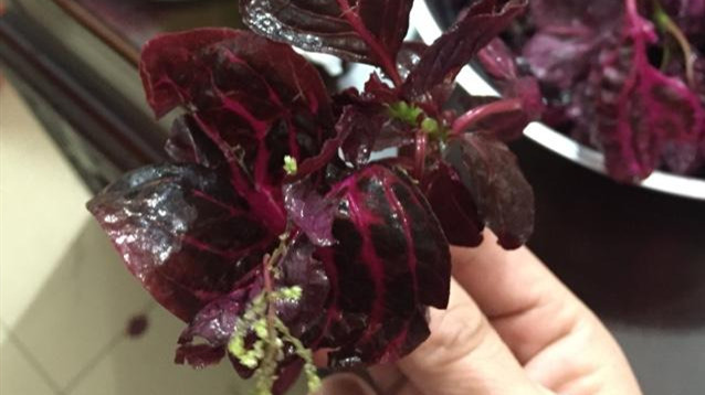 紫色木耳菜能吃吗,木耳菜结的果实怎么吃