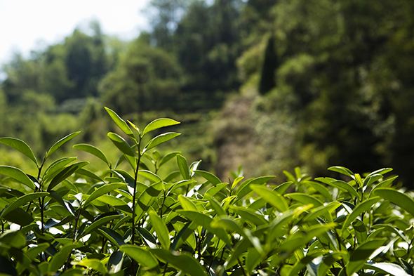 大红袍怎么喝才正确,大红袍的冲泡步骤