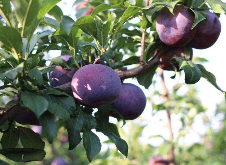 黑布林怎么做果汁，黑布林罐头怎么做