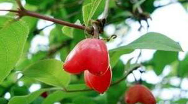 哪里有正宗杈杷果苗,杈杷果几年苗才有果