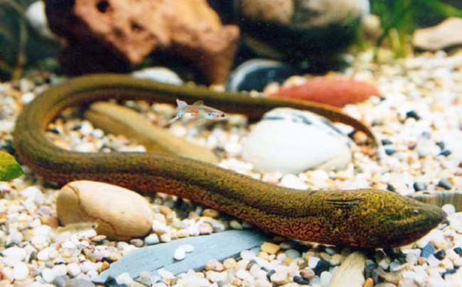 望月鳝和黄鳝的区别,万一吃到望月