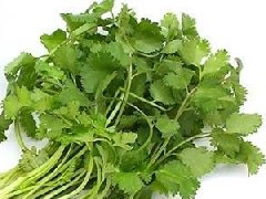 香菜什么时候种植最好,香菜种植方法和时间