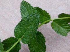 大叶香菜和小叶香菜的区别,大叶十香菜和小叶十香菜哪种好