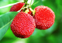 杨梅图片,杨梅酒图片,杨梅树杨梅干图片