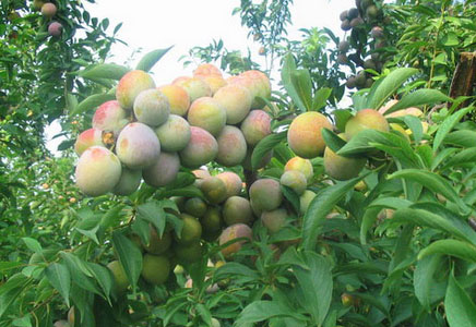李子图片,李子树长怎样,李子会开花吗