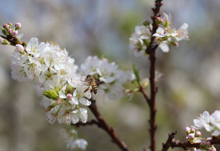 李子图片,李子树长怎样,李子会开花吗