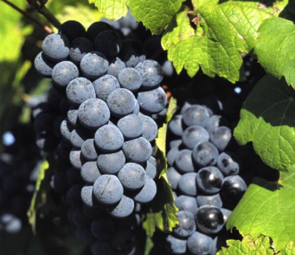 葡萄种类有哪些,葡萄的品种图片及名称大全