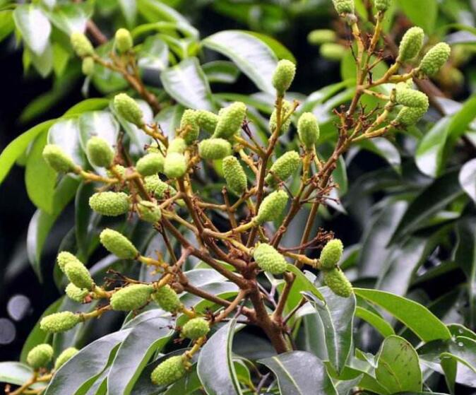 荔枝图片,荔枝干图片,荔枝吃多了会上火吗