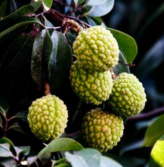 荔枝图片,荔枝干图片,荔枝吃多了会上火吗