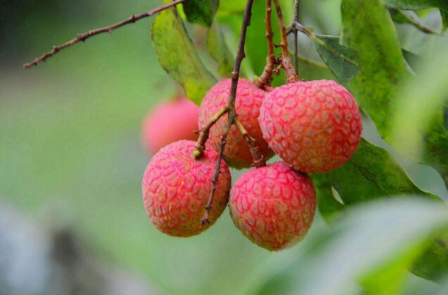 荔枝图片,荔枝干图片,荔枝吃多了会上火吗