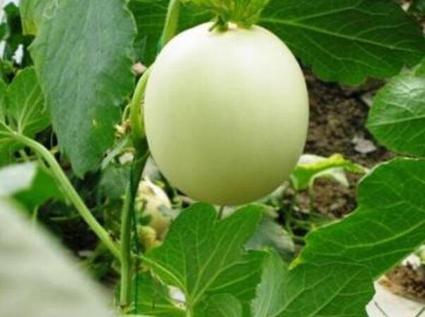 香瓜图片,香瓜开花图片,香瓜怎么挑好