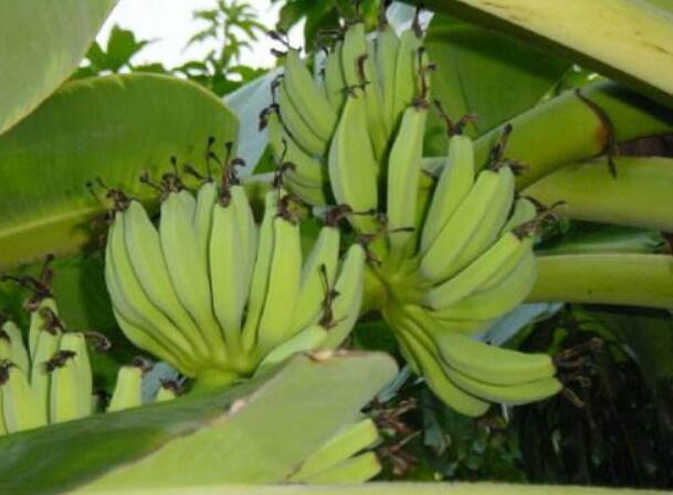 香蕉图片,香蕉简笔画图片,香蕉卡通图片