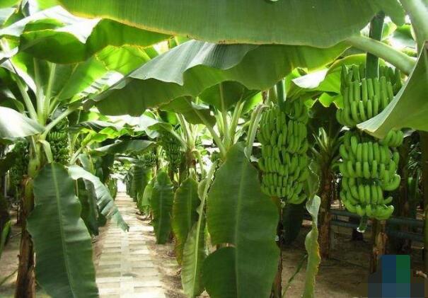 香蕉图片,香蕉简笔画图片,香蕉卡通图片