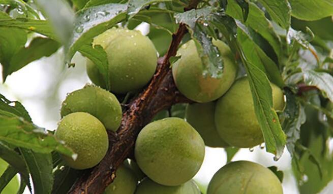 黄桃图片,黄桃开花图片,黄桃什么时候上市