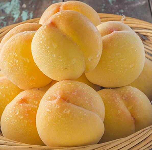 黄桃图片,黄桃开花图片,黄桃什么时候上市