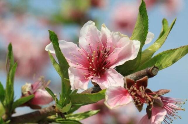 水蜜桃图片,水蜜桃树图片,水蜜桃干图片