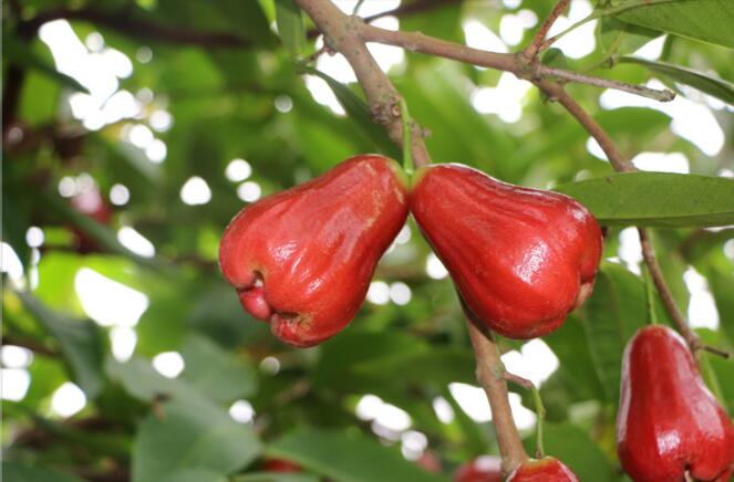 莲雾树是什么样,莲雾种植图片大全