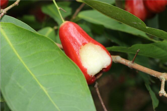 莲雾树是什么样,莲雾种植图片大全