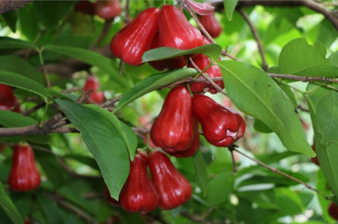 莲雾树是什么样,莲雾种植图片大全