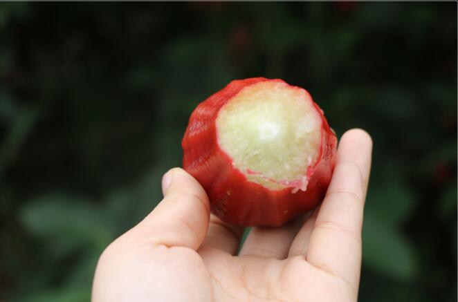 海南黑金刚莲雾图片,非常好吃的莲雾图片