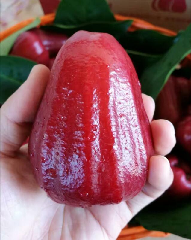 海南黑金刚莲雾图片,非常好吃的莲雾图片