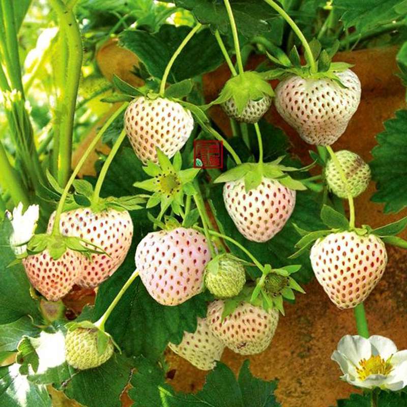 菠萝莓图片大全大图,好吃好看的白草莓