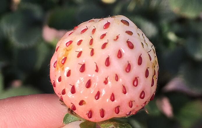 菠萝莓图片大全大图,好吃好看的白草莓