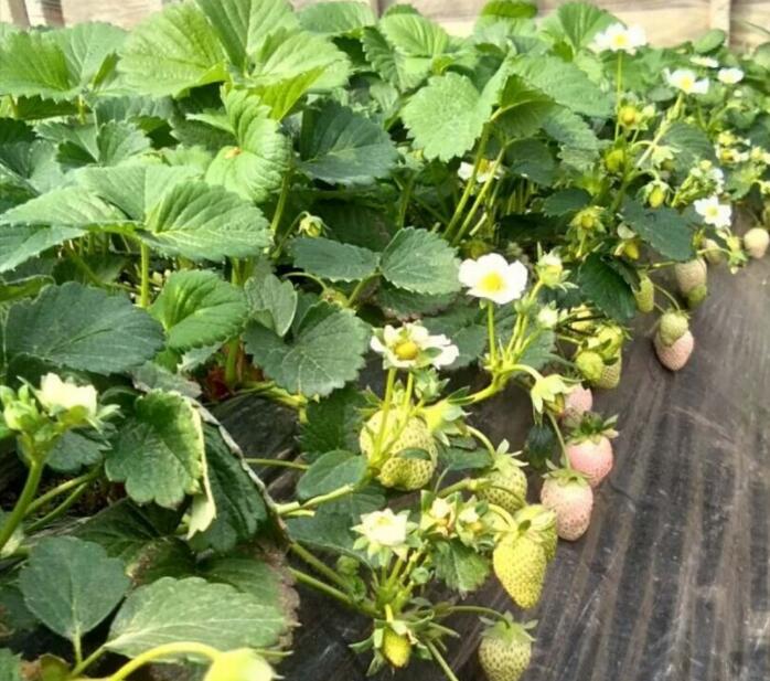 日本菠萝莓图片大全,奶油白草莓图片