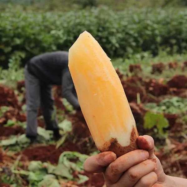 农家雪莲果图片大全,云南特产雪莲果