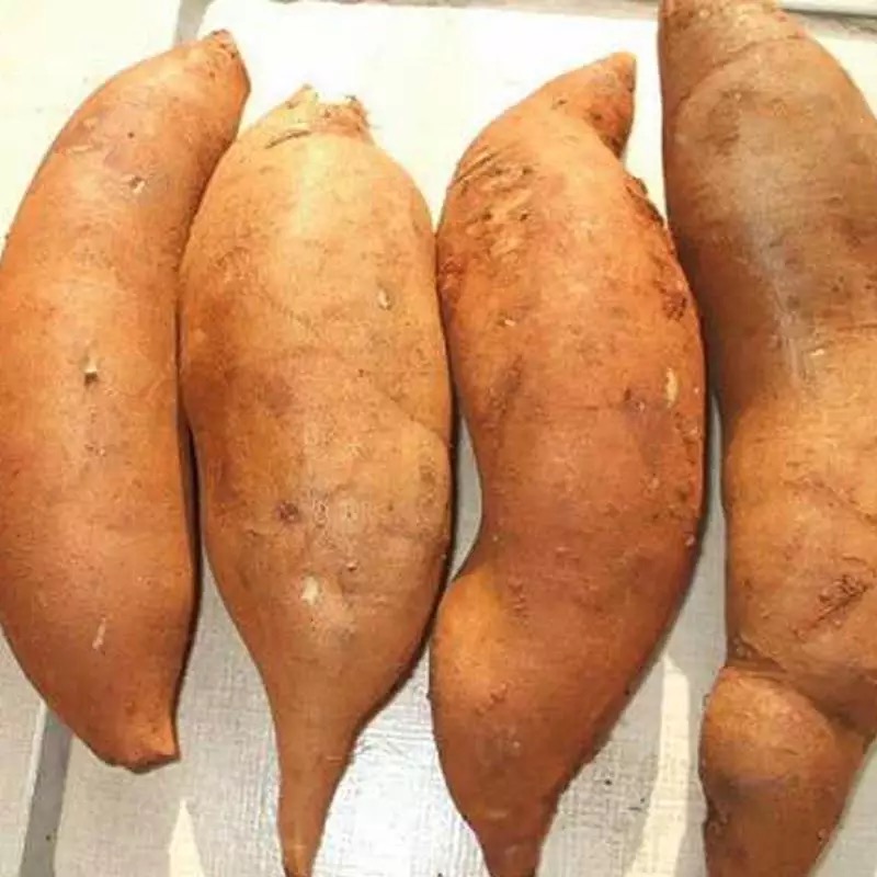 雪莲果图片大全大图,孕妇可食用的雪莲果