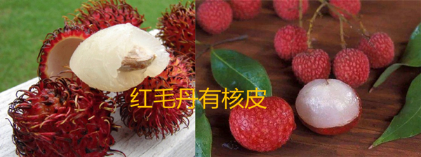 红毛丹是什么水果,红毛丹也叫毛荔枝