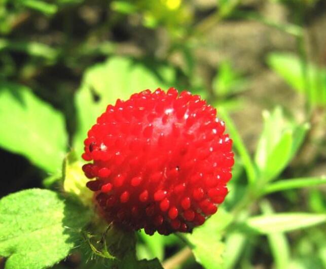 野生蛇果可以吃吗,野生蛇果有轻微毒素不能多吃