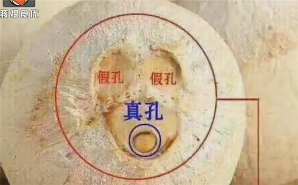 椰子三个孔在哪个位置,椰子三孔有两假一真