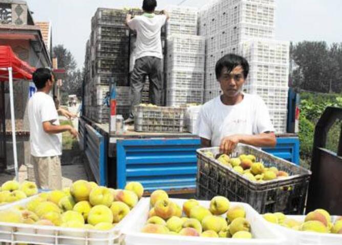 黄桃为什么市面没有,黄桃是易烂水果储存困难