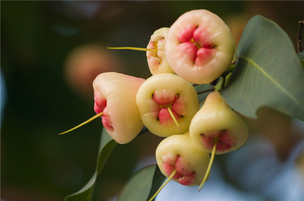 莲雾什么季节吃最好 莲雾几月份成熟(7月份)