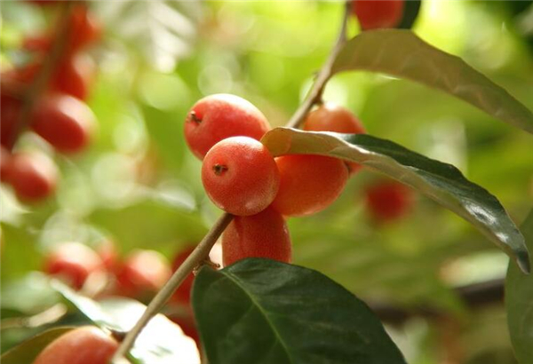 羊奶果的功效与作用 羊奶果的功效有哪些