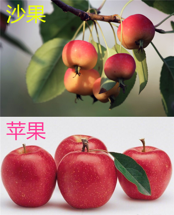 沙果是苹果吗,沙果被称为野苹果但不是苹果