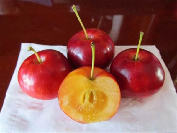 沙果是苹果吗,沙果被称为野苹果但不是苹果