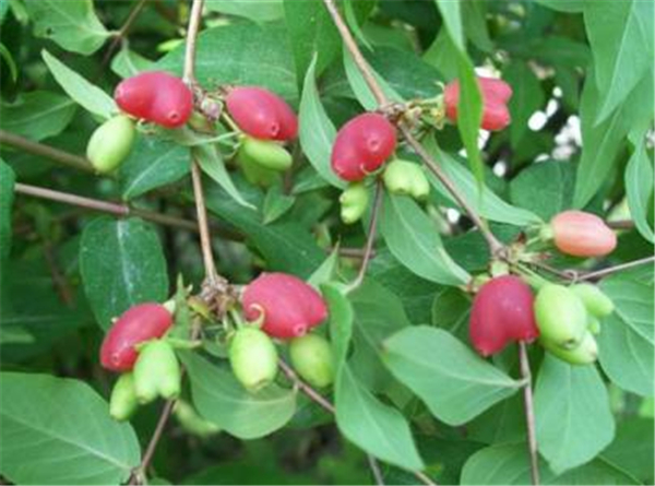 杈杷果是爱心形状吗 杈杷果是天然心形吗(是)