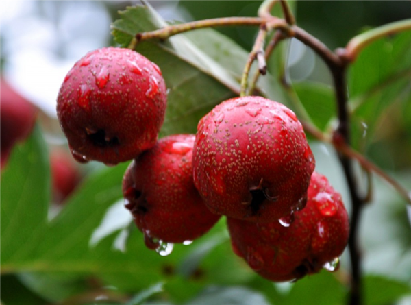 沙果是山楂吗,沙果制作果丹皮比山楂更好吃