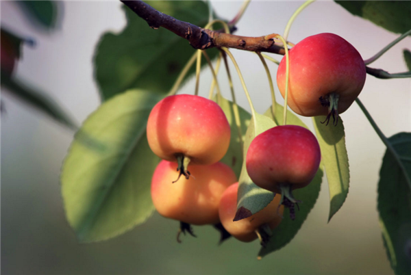 沙果是山楂吗,沙果制作果丹皮比山楂更好吃