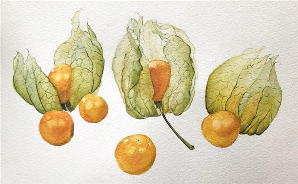 姑娘果吃多了会怎样,可能导致上火或肥胖