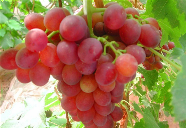 选购葡萄的方法大全,选购葡萄先看品种再看果粒间隙