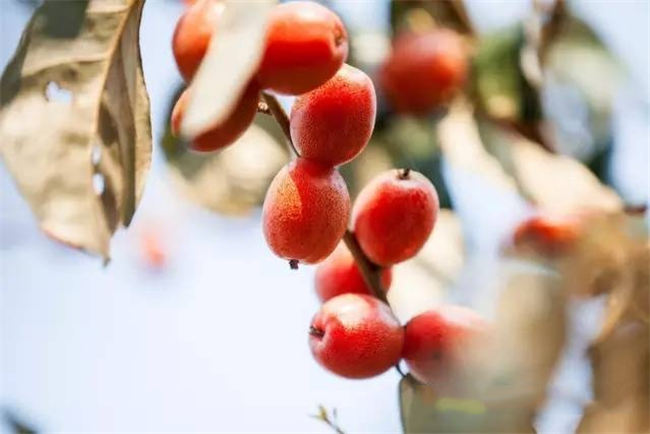 羊奶果种几年结果 羊奶果繁殖的方法是什么