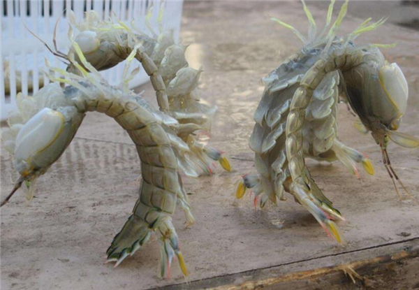 皮皮虾的选购方法,注重买活买亮买“王”者